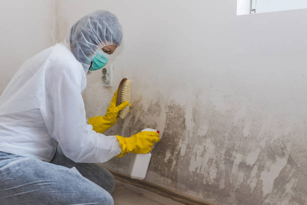 Mold Documentation for Insurance Claims in Evart, MI